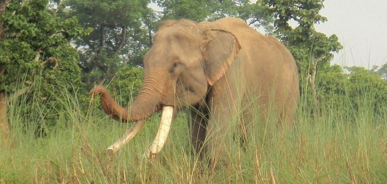 Wild elephants wreak havoc in Sunsari