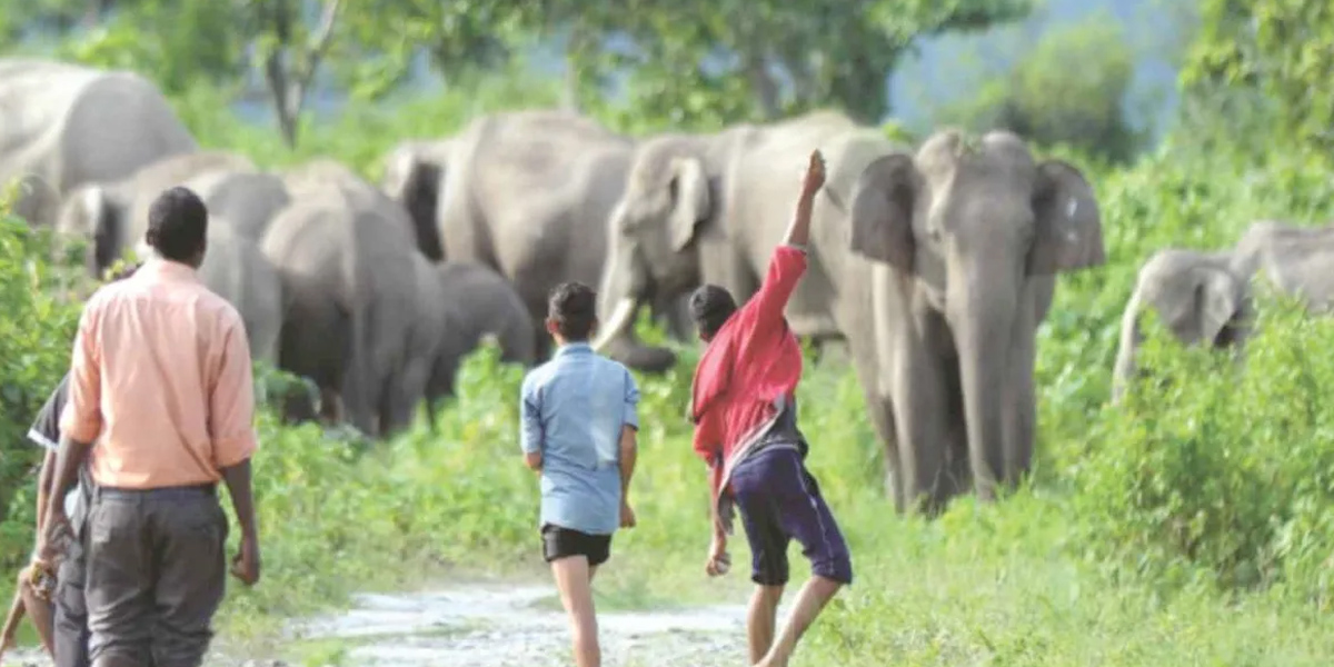 Wild elephants terrorize locals in Itahari submetropolis