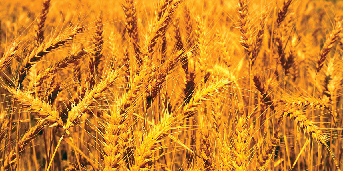 Minimum support price of wheat recommended at Rs 3,351 per quintal