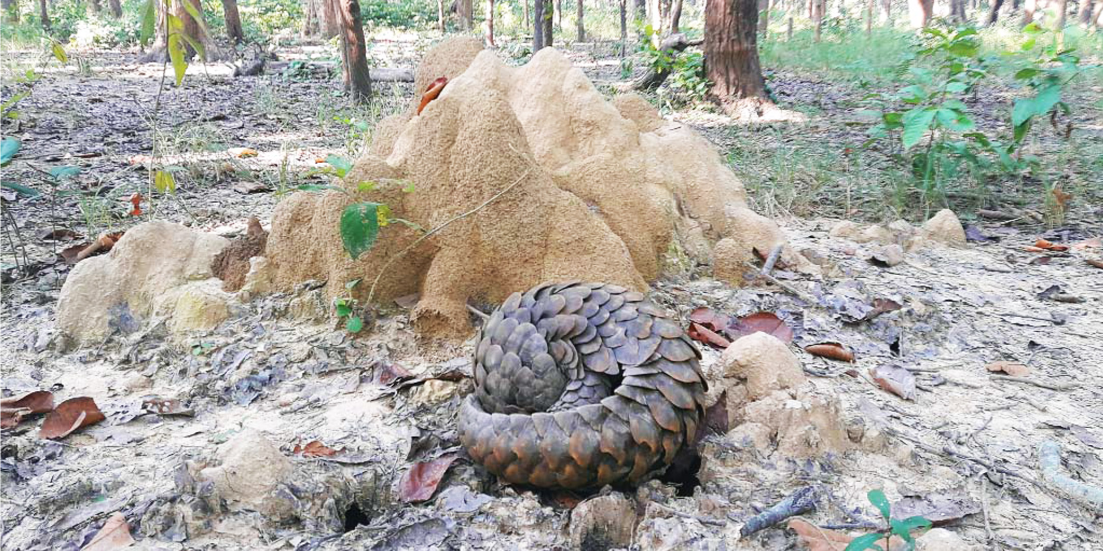 Challenges galore in pangolin conservation
