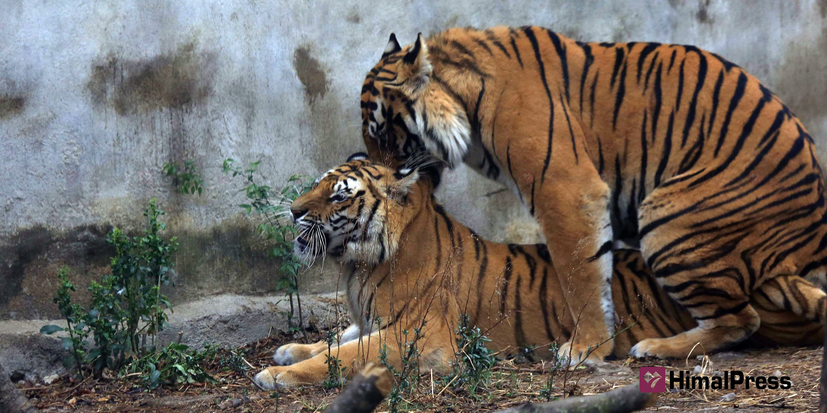 Tiger courtship at Central Zoo [In Pictures]