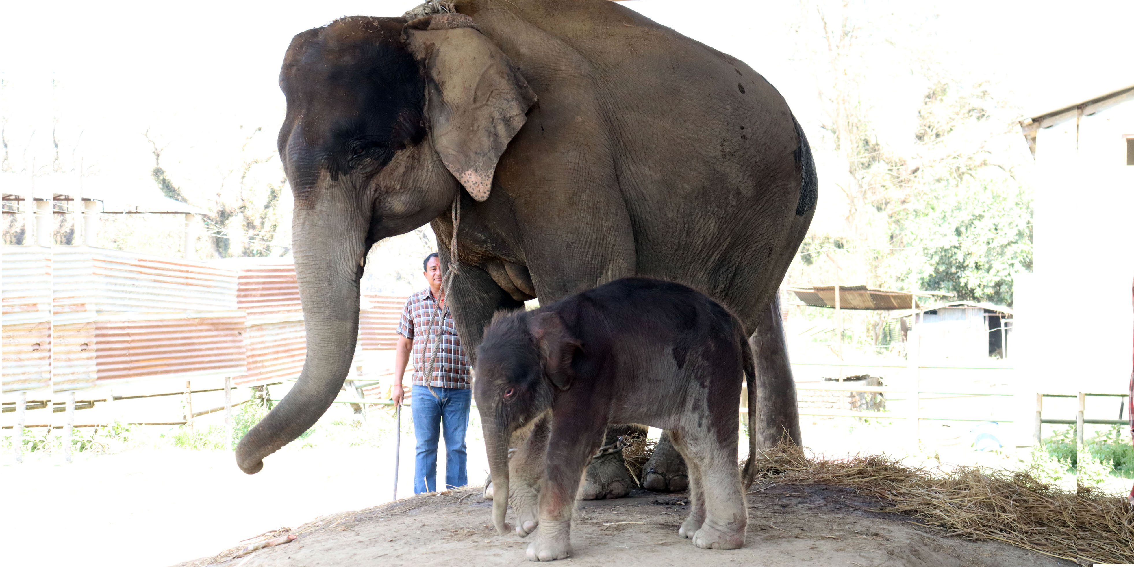 Historic c-section performed on elephant at Chitwan National Park