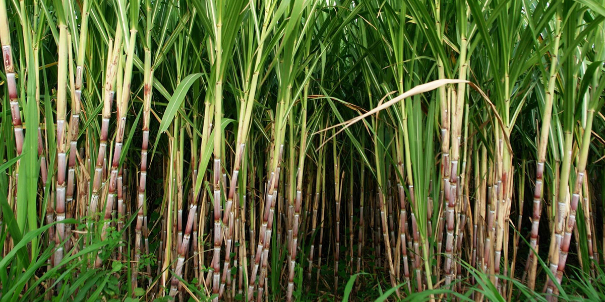 Sugarcane production declining consistently