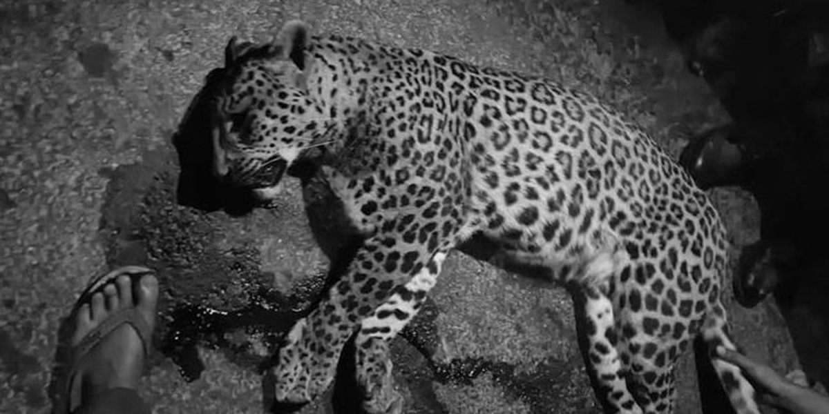Leopard killed in road accident in Myagdi