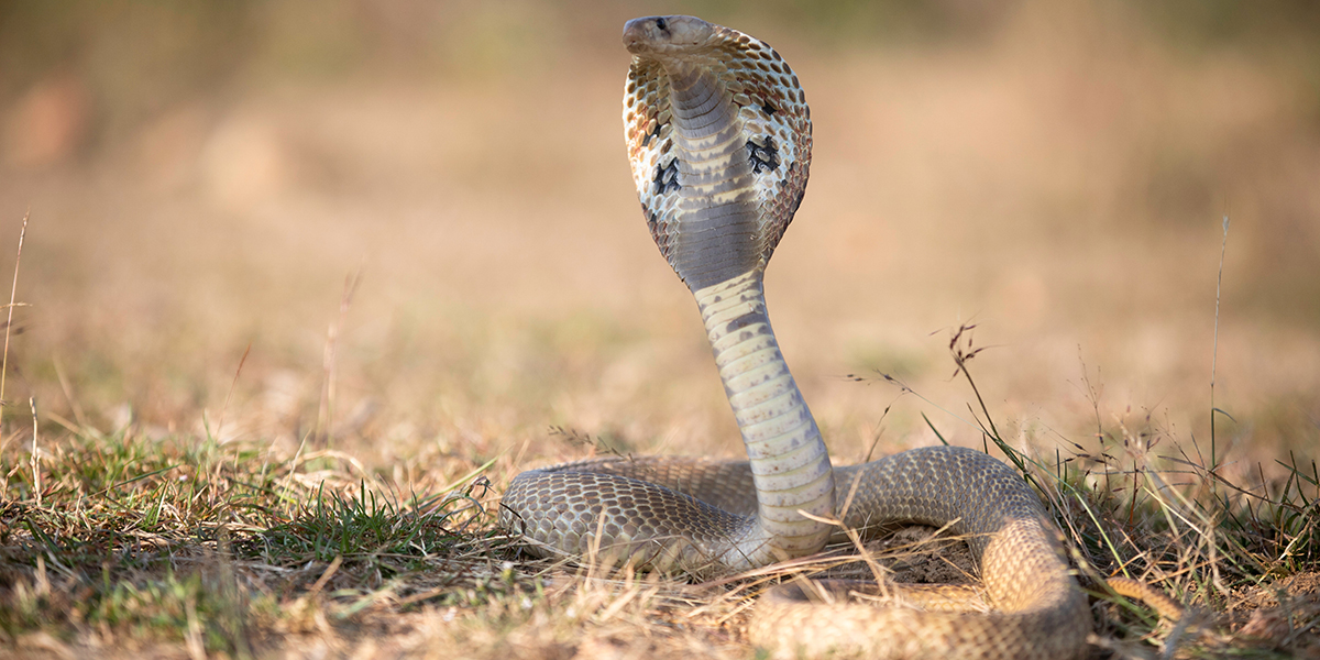 Snakebites claim four lives in Kapilvastu