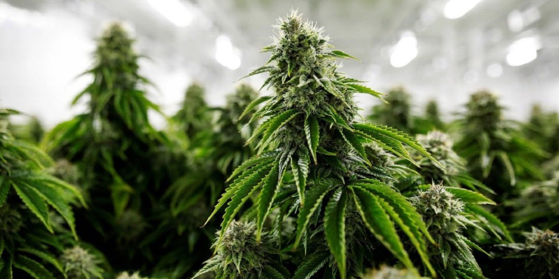 Govt forms task force to conduct feasibility study of marijuana farming