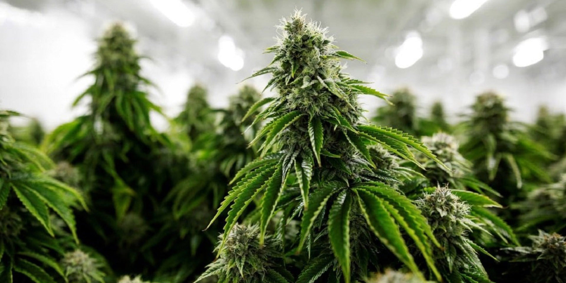 Govt to study possibility of marijuana cultivation for medicinal purposes