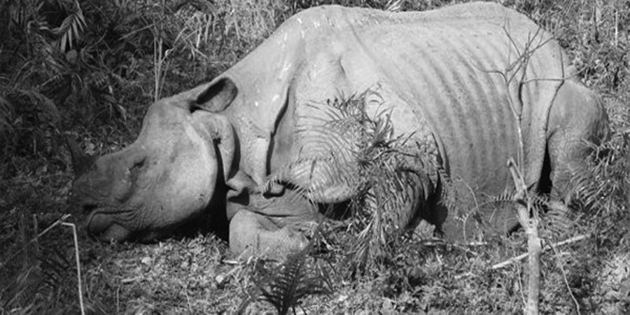 Four rhino poachers arrested