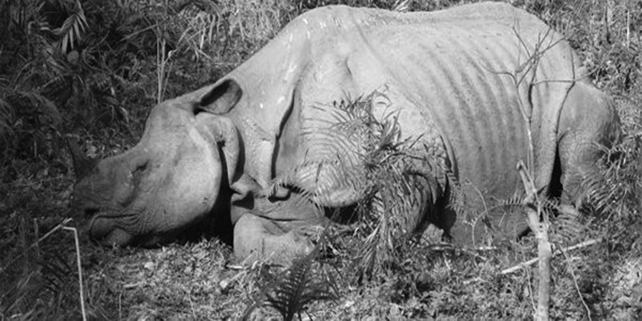 220 rhinos died in 8 years: CNP