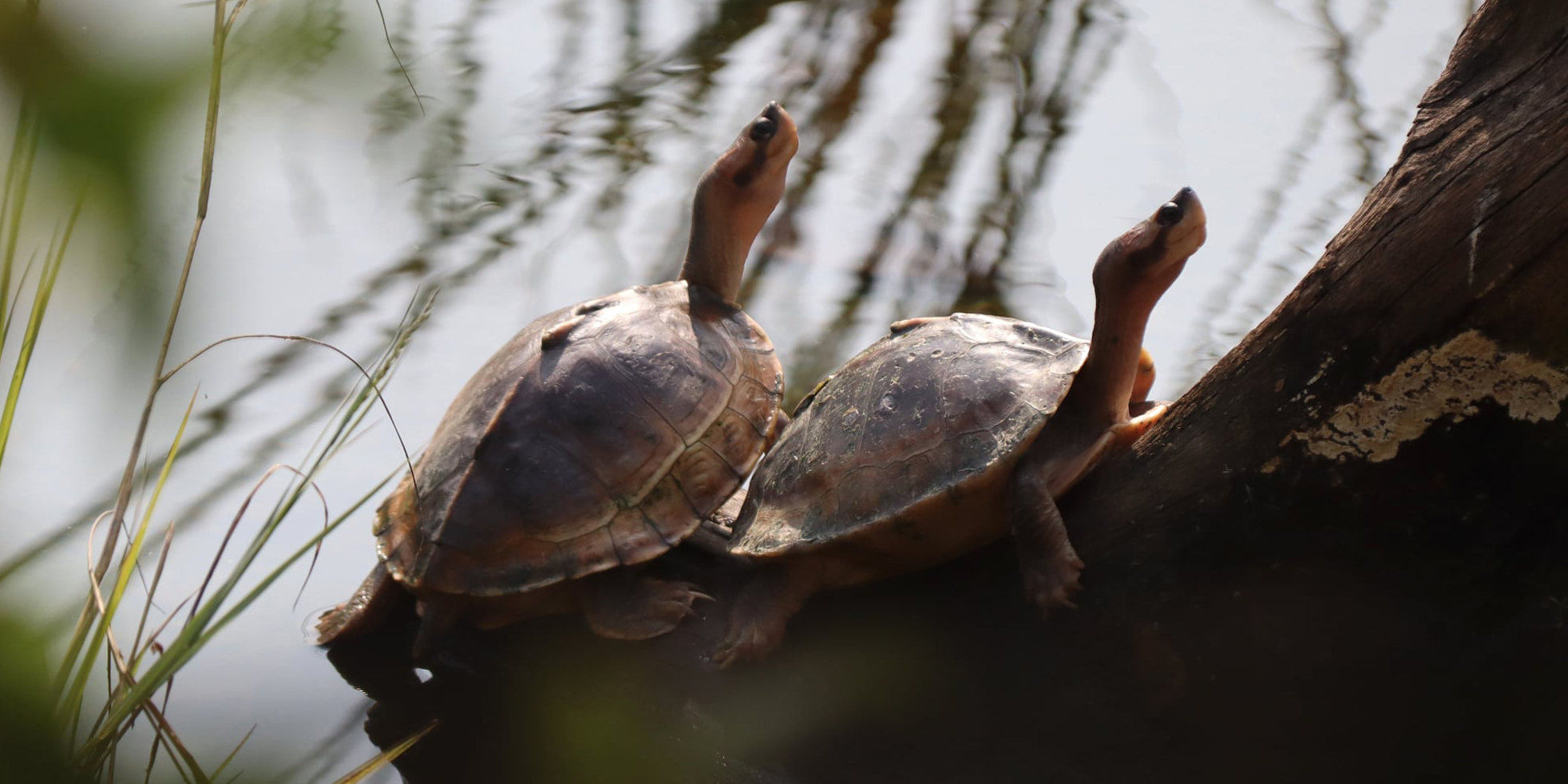 Turtles on the verge of extinction