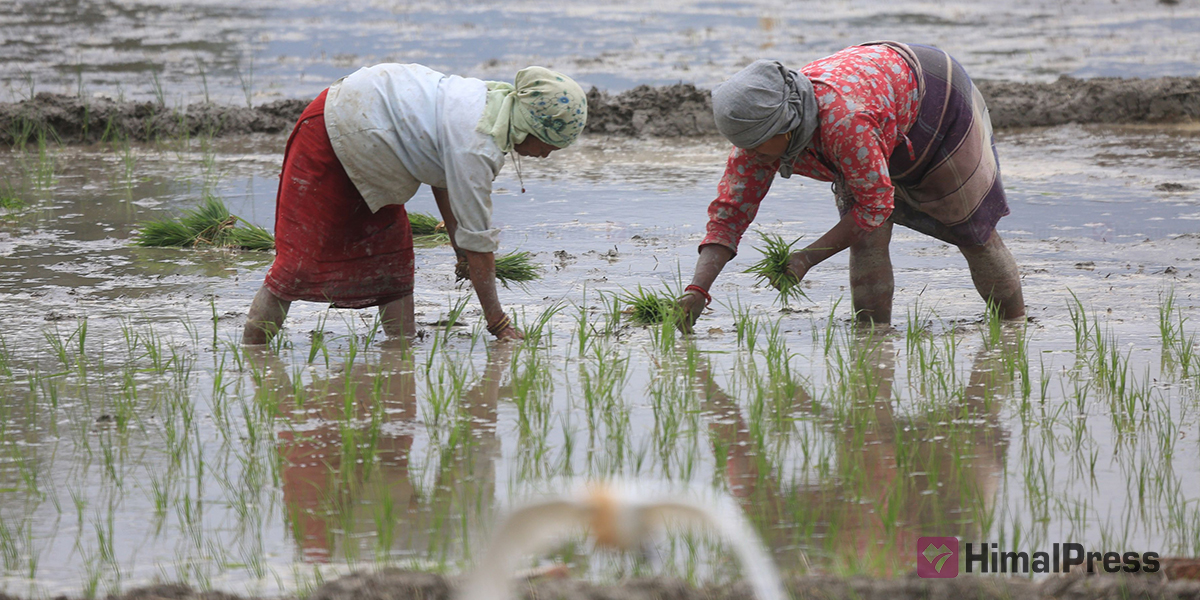 Paddy transplantation in Bhaktapur [In Pictures]