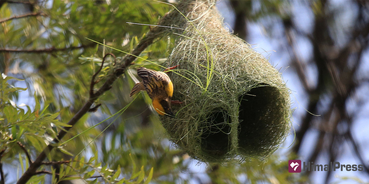 Baya weavers at work [In Pictures]