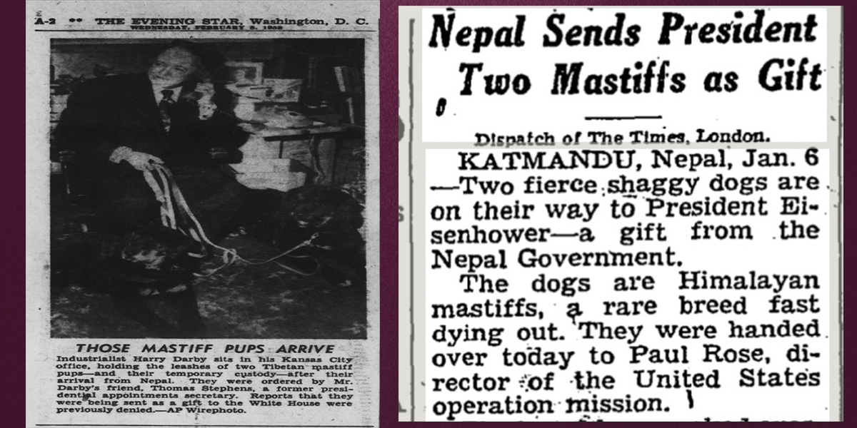 The saga of two Himalayan mastiffs gifted by Nepal to the US