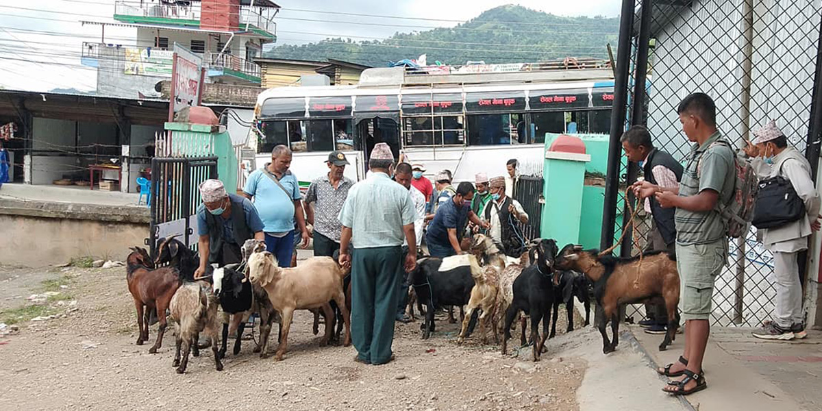 Dharan’s agriculture market becomes hub for goat sales