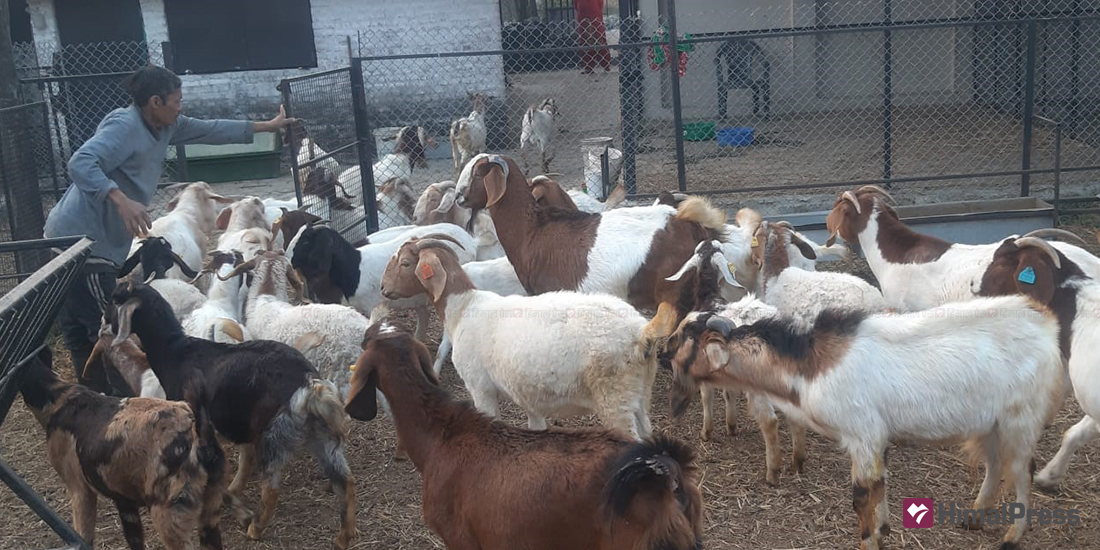 Goat farming work wonders for farmers in Sudurpashchim