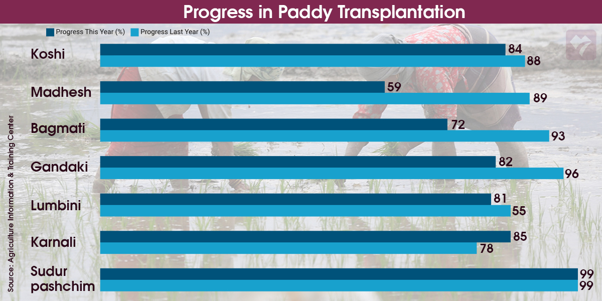 Paddy transplantation progress at 77%