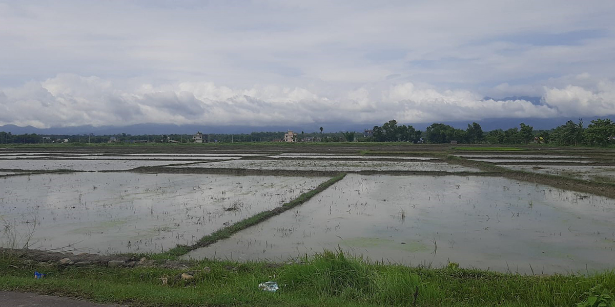 Monsoon, fertilizer availability key to successful paddy season