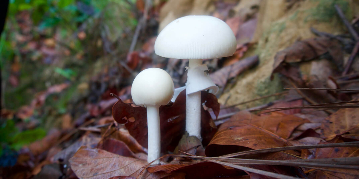 One dead, four taken ill after consuming wild mushrooms
