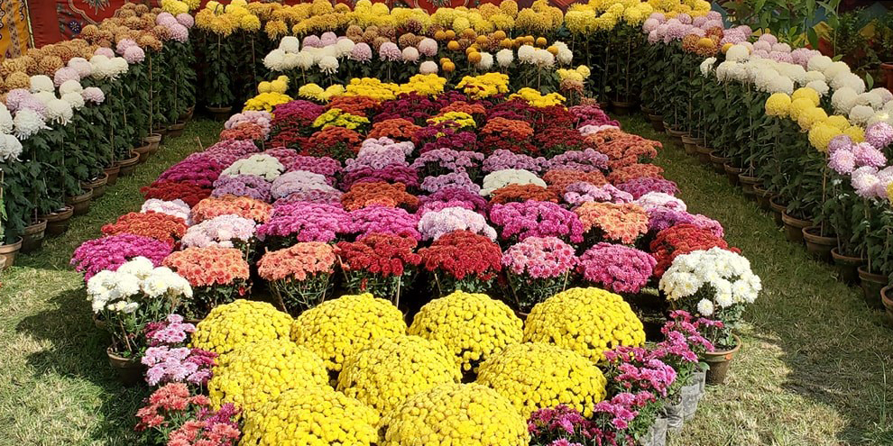 Floriculture transactions up by 33.63% to Rs 3.7 billion