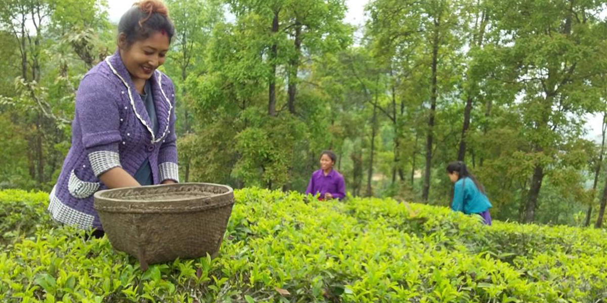 Monthly wage of tea workers fixed at Rs 13,893