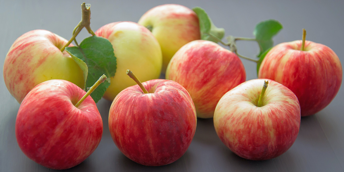 Mustang farmers begin harvesting apples