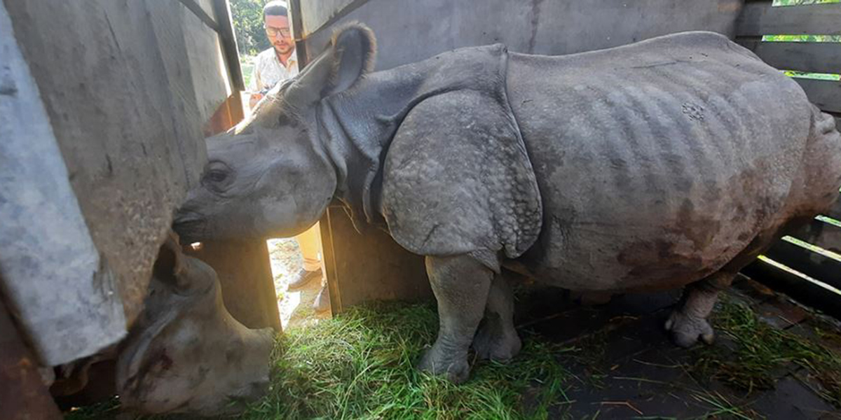 Chitwan sends rhino pair to Koshi Tappu despite past setbacks