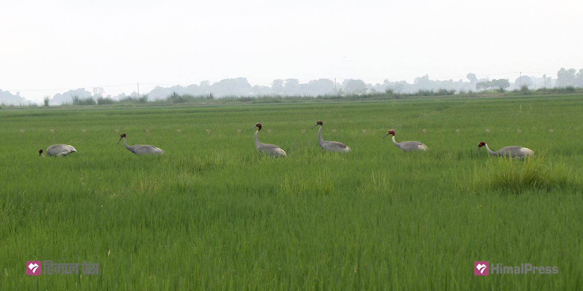 Sarus cranes find sanctuary in Lumbini paddy fields [In Pictures]