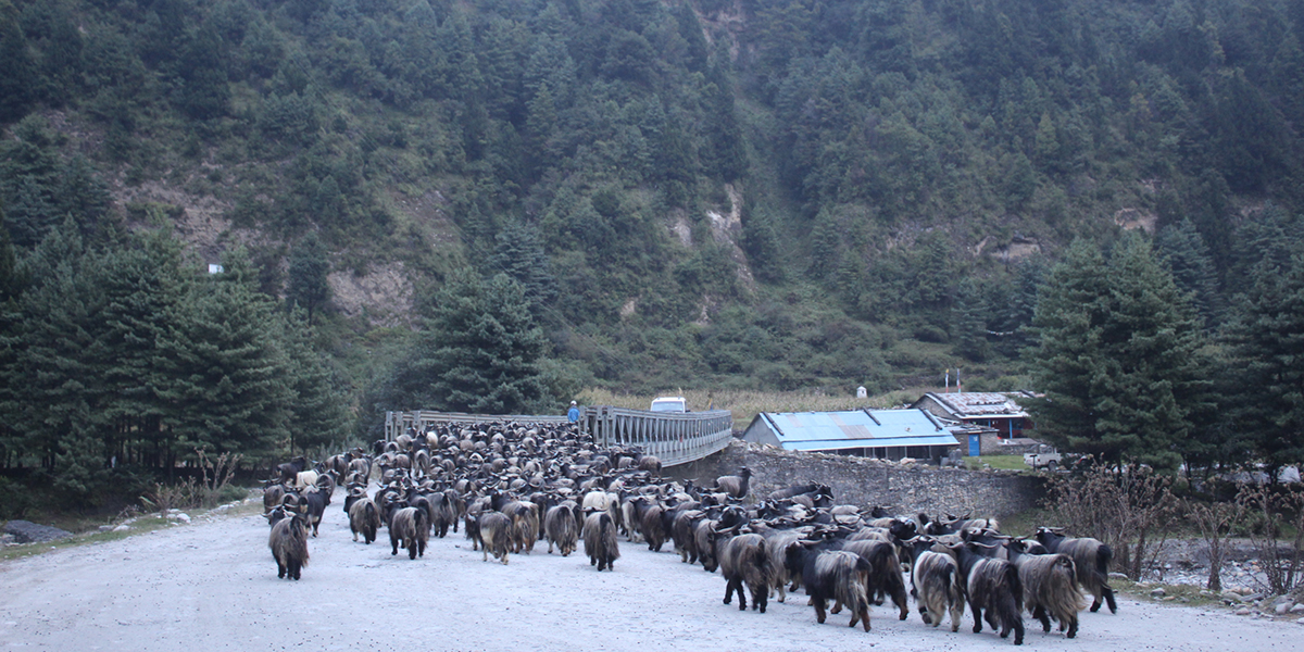 Mustang exports nearly 6,000 mountain goats for Dashain
