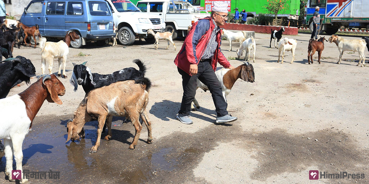 Goat shopping for Dashain [In Pictures]
