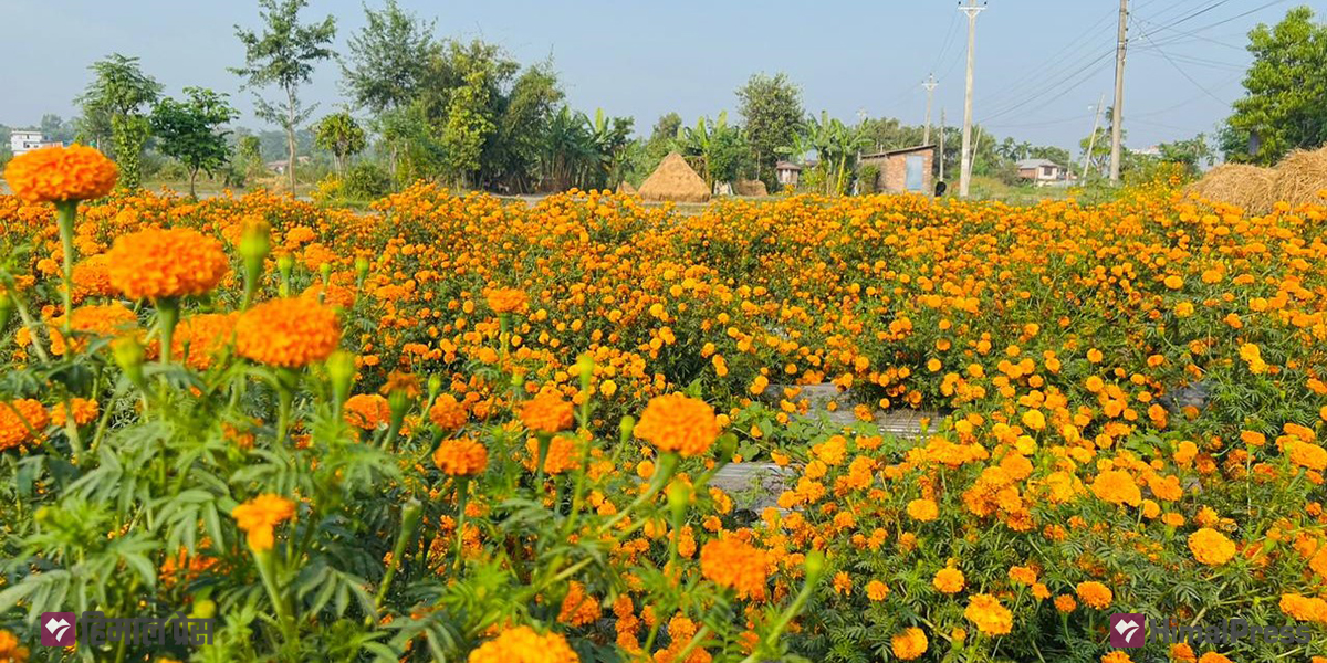Morang cooperative leads the way in marigold farming