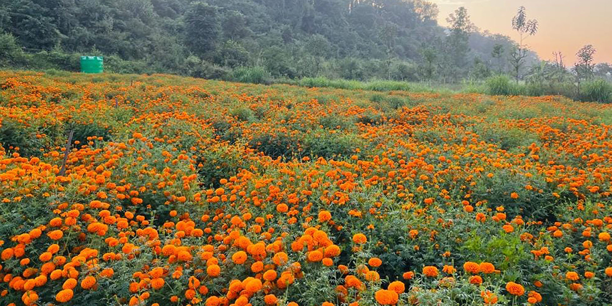 Nepal close to achieving self-sufficiency in flowers