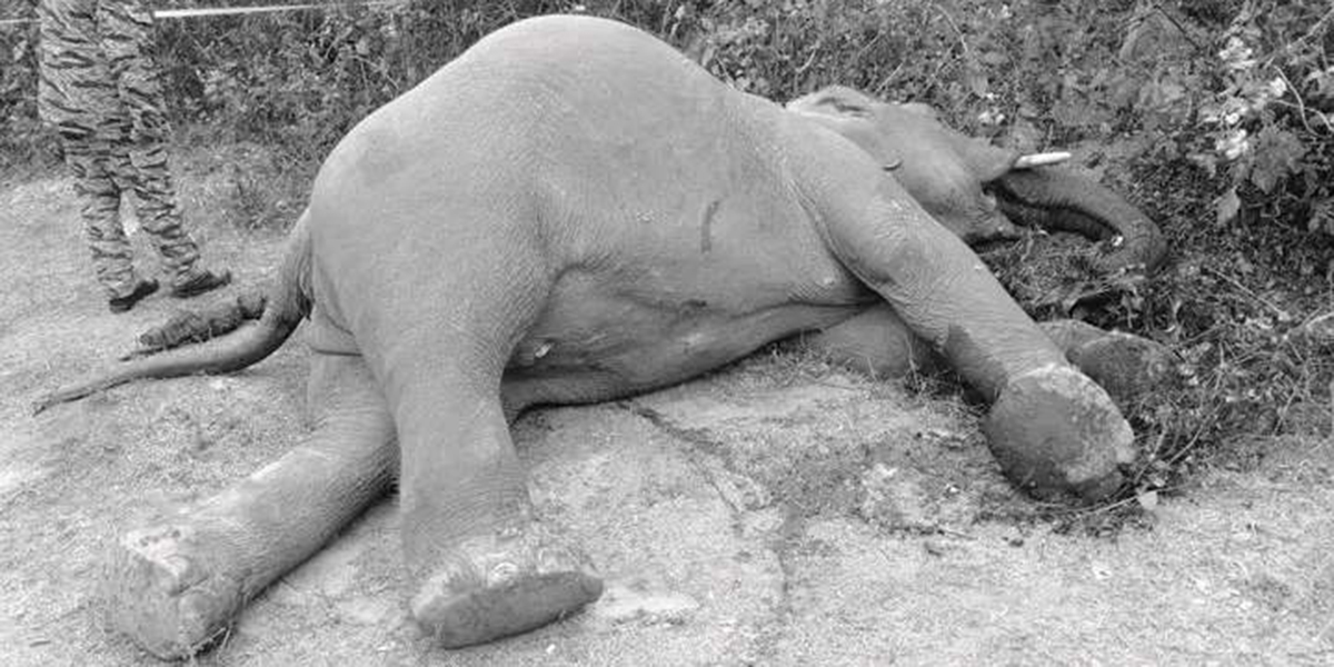 Wild elephant found dead in Morang