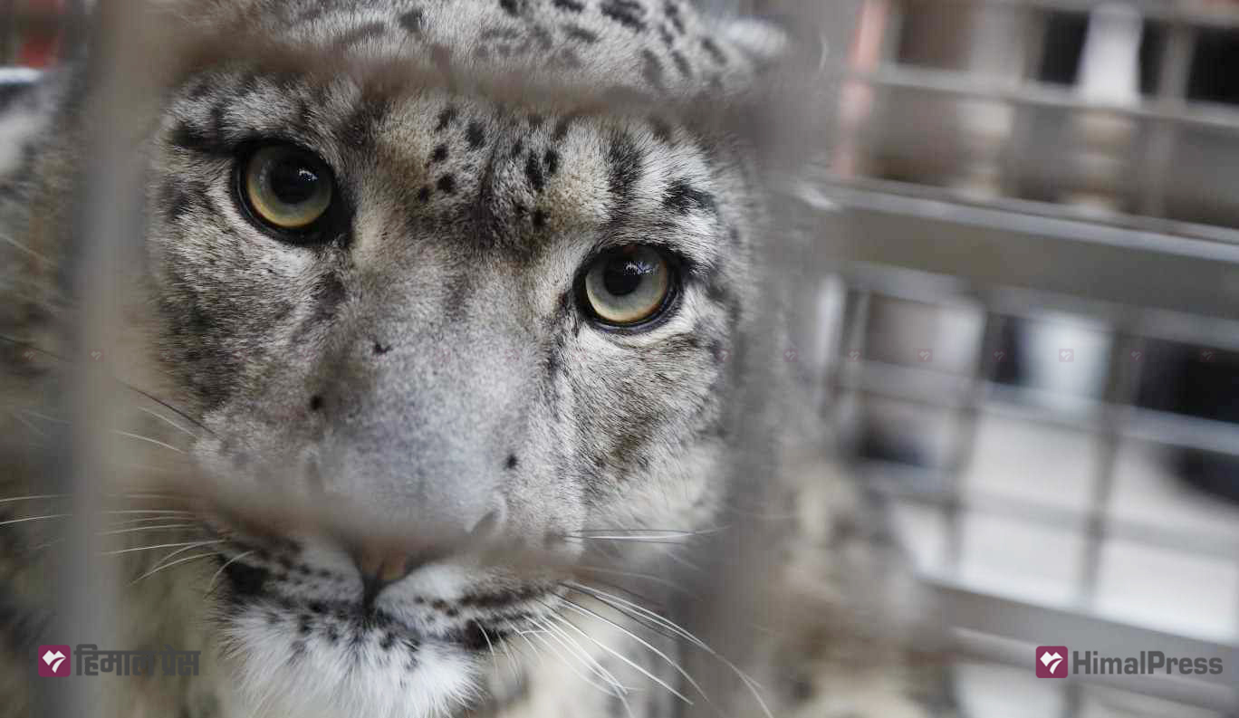 Rescued snow leopard brought to Central Zoo [In Pictures]