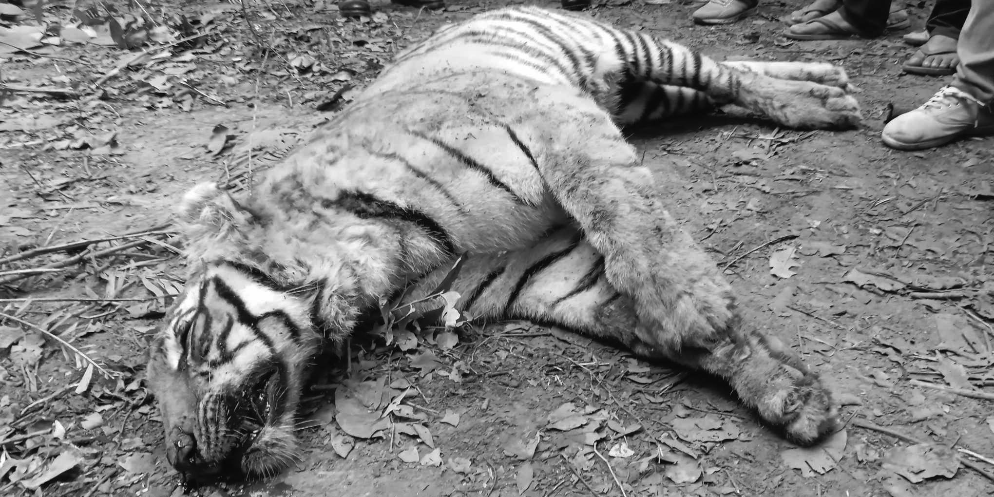 Royal Bengal tiger found dead in Kailali