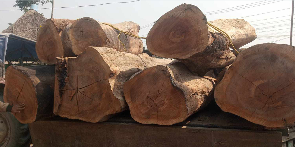 Illegal logging on the rise in Tarahara forests