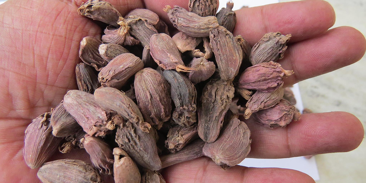 Nepali black cardamom has reached over 70 countries via India, say traders