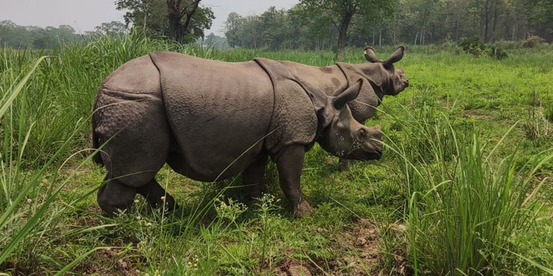 Male rhino being relocated to Koshi Tappu