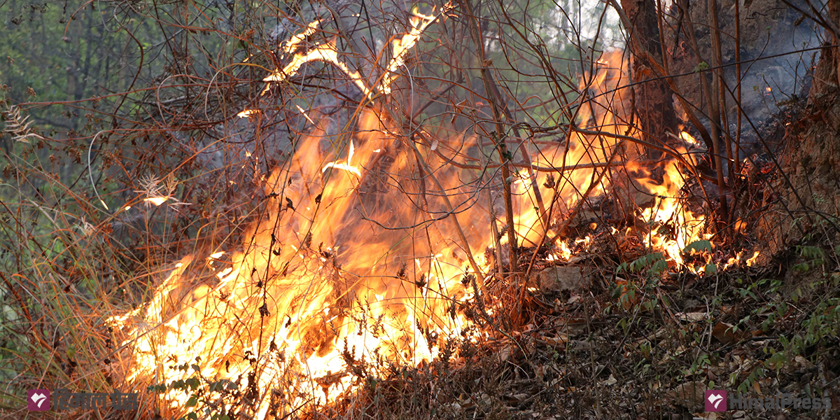 Forest fires rampant in Lumbini