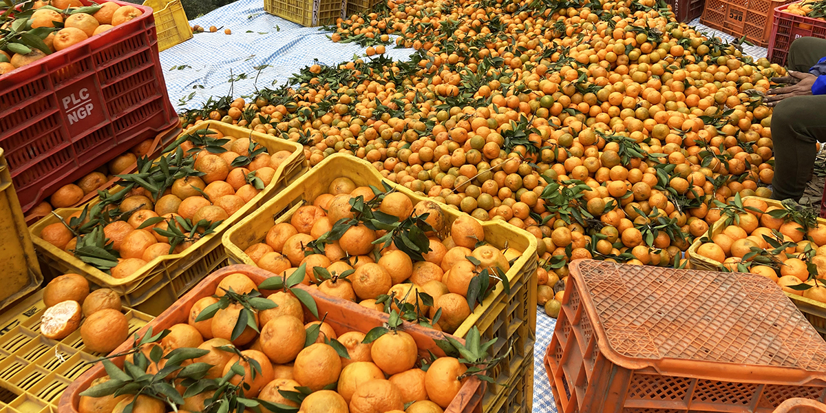 Nepal imports oranges worth Rs 1.5 billion annually