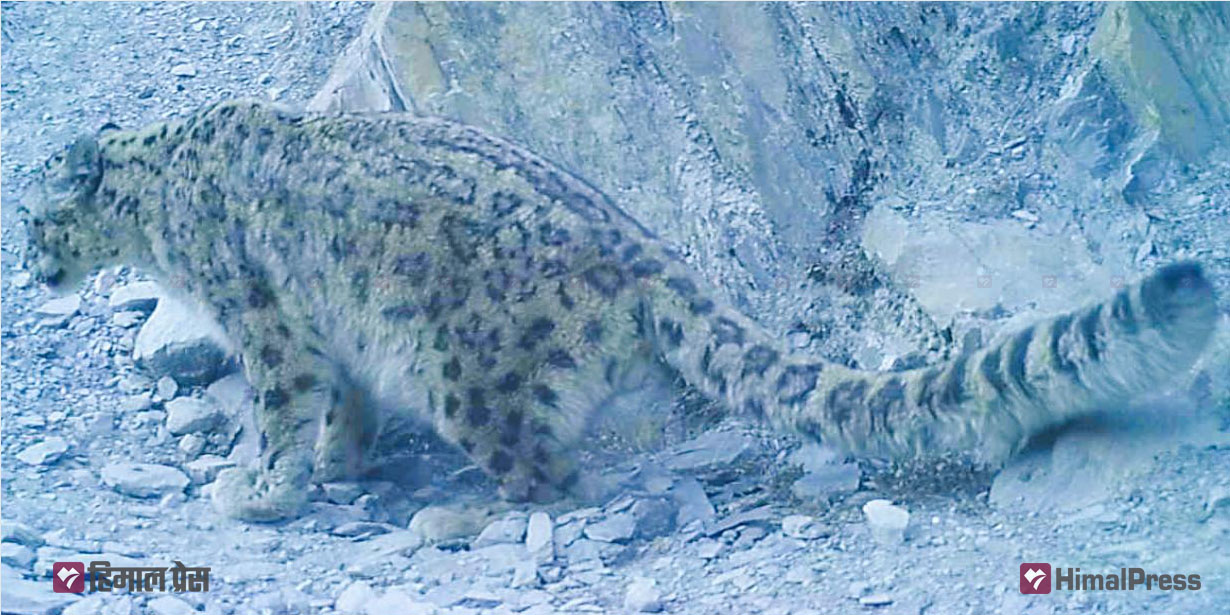 Latest study counts 15 snow leopards in Manaslu