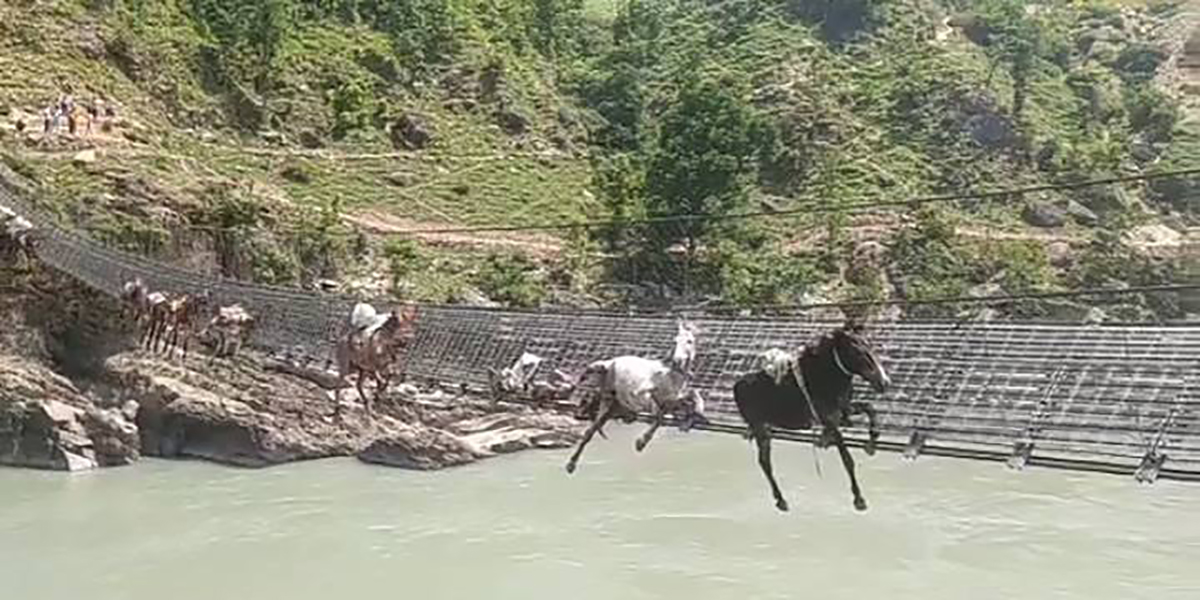 15 mules trapped as cables of Karnali suspension bridge snap