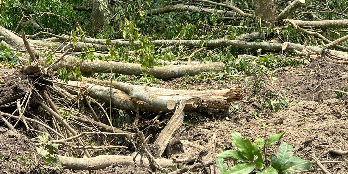 Authorities probe illegal tree felling in Hansposa community forest