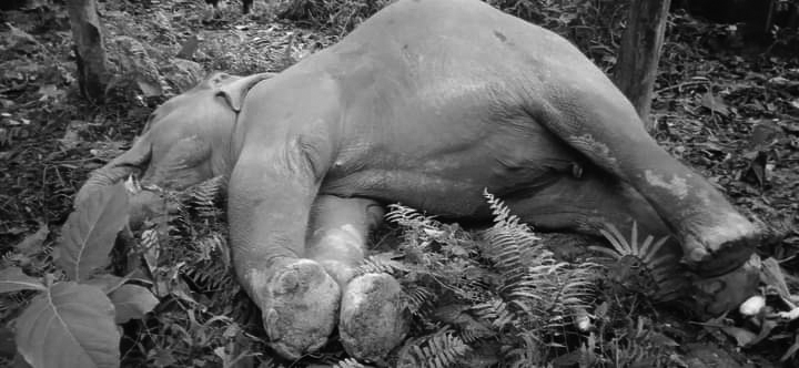 Wild elephant found dead in Morang