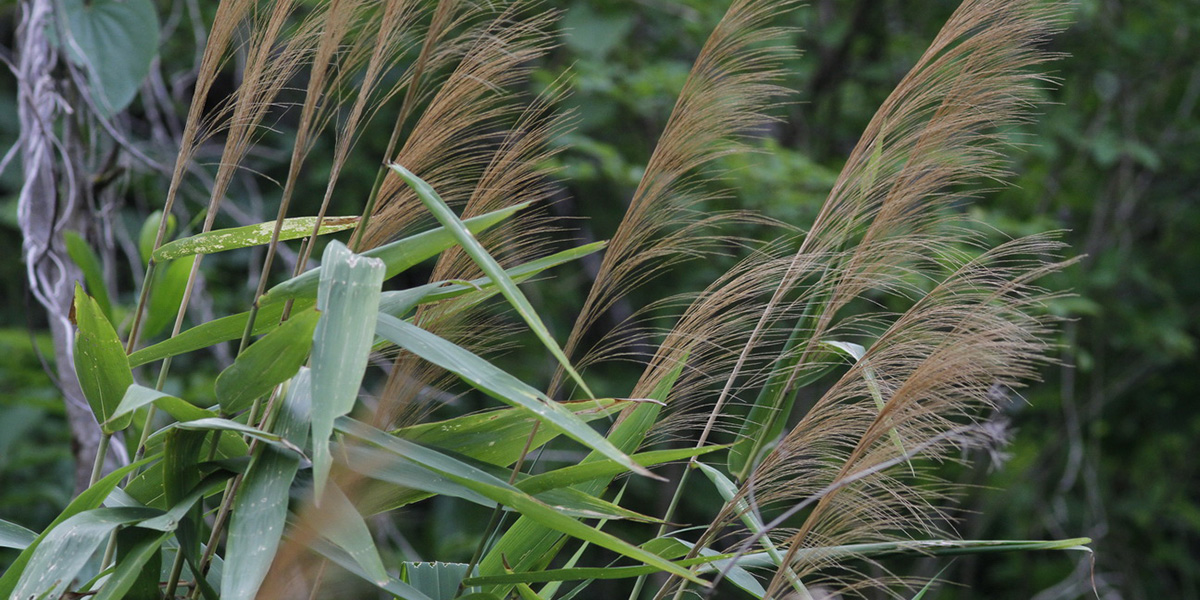 Broom grass exports surge to Rs 1.32 billion