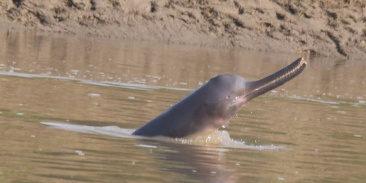 Dolphins sighted in different rivers of Kailali