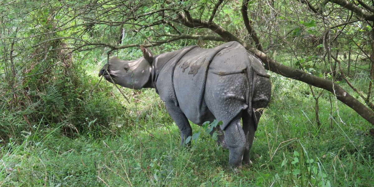 Nature guide dead in rhino attack