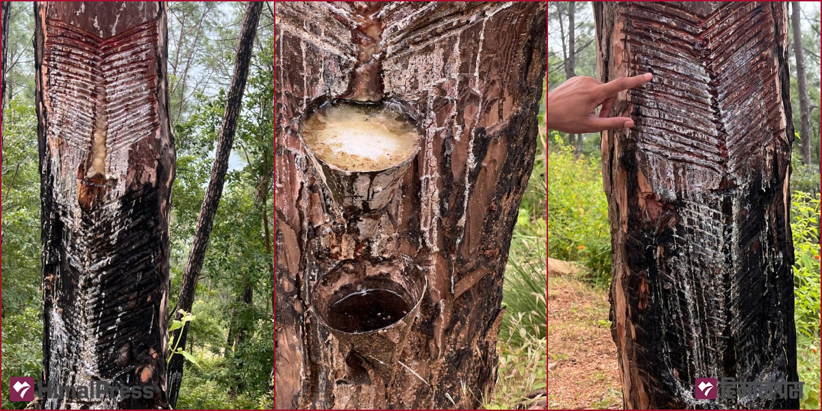 Excessive resin extraction destroying pine forests