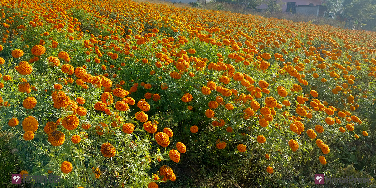 4.5 million garlands will be needed for Tihar: FAN