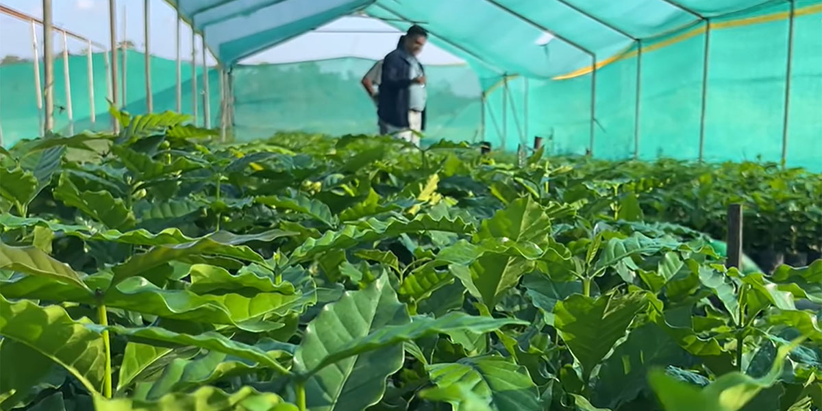 Coffee nursery set up in Damauli