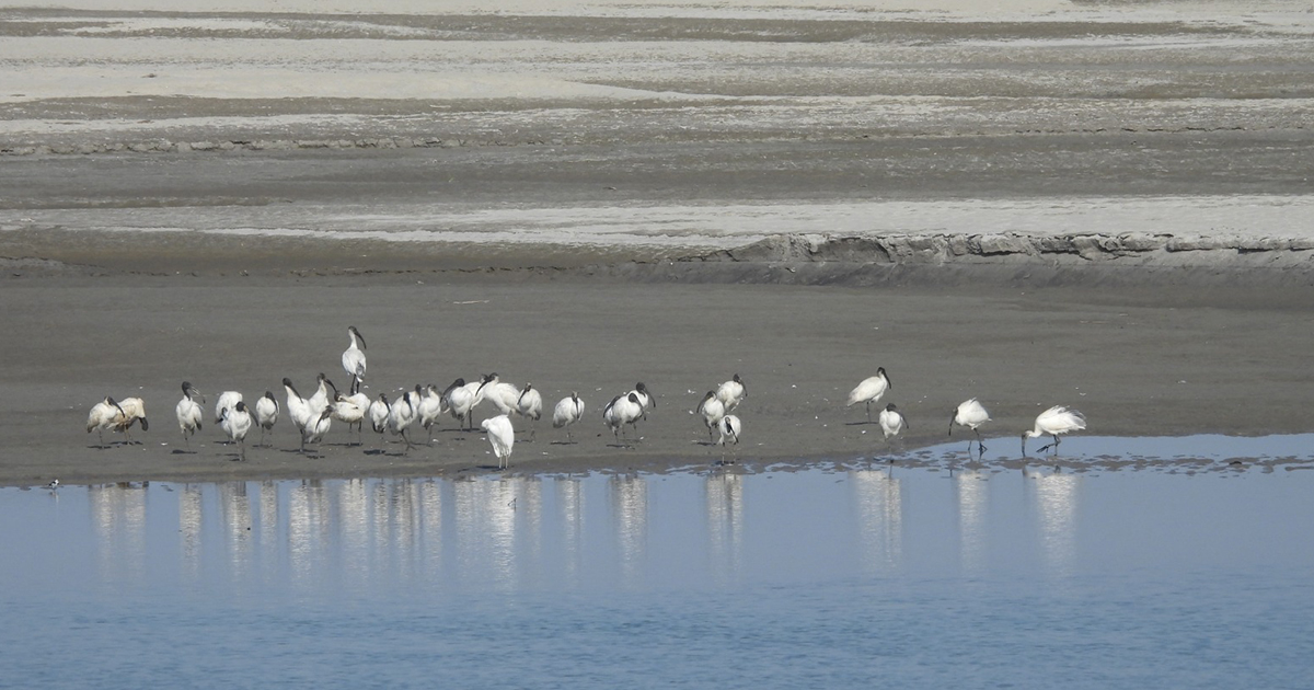 Climate change affects migratory bird numbers in Koshi Tappu